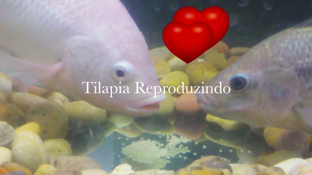 Desova da Tilápia - Passo a Passo -  Procriação de Tilápia - Tilápia em Caixa D´água - Tilápia pesca