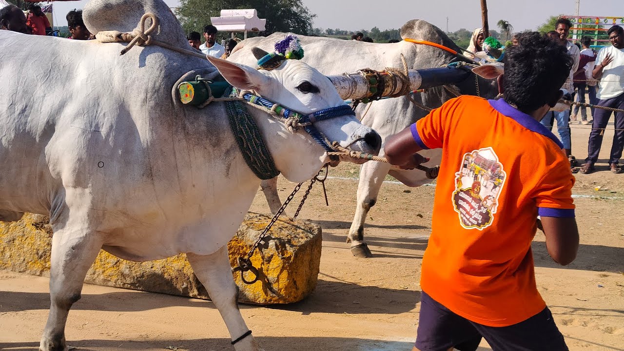 మామిల్లపల్లి సీనియర్స్ | 1జత MGVR బుల్స్ మిడుతూరి ఇంద్రసేనారెడ్డి గారు