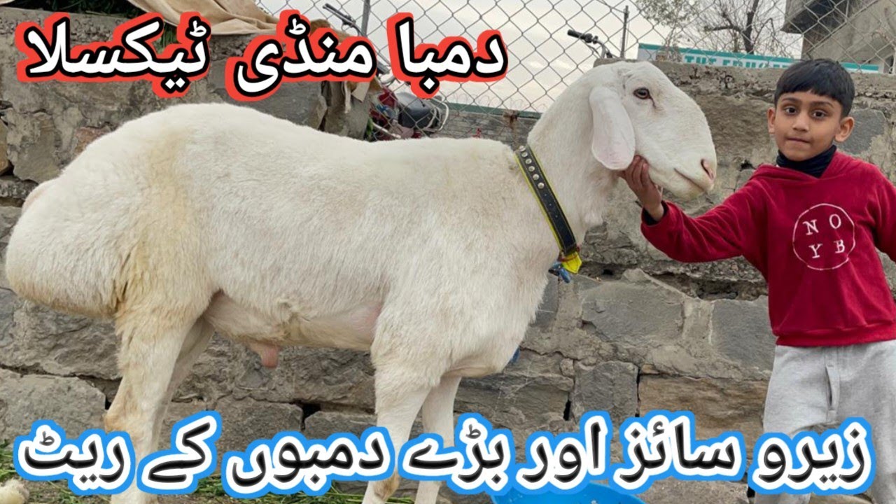Sheep Market Taxila Pakistan