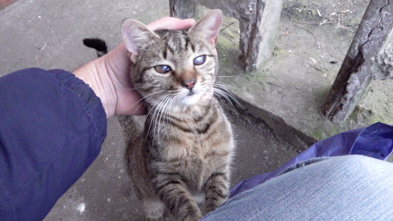 Abandoned cat hungry and wants cuddles