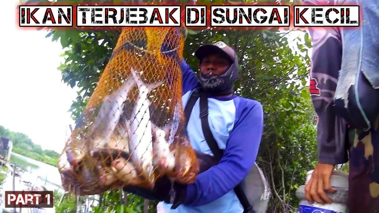 ROMBONGAN ikan bandeng LIAR datang dari SUNGAI KECIL || MANCING LIAR PEKALONGAN