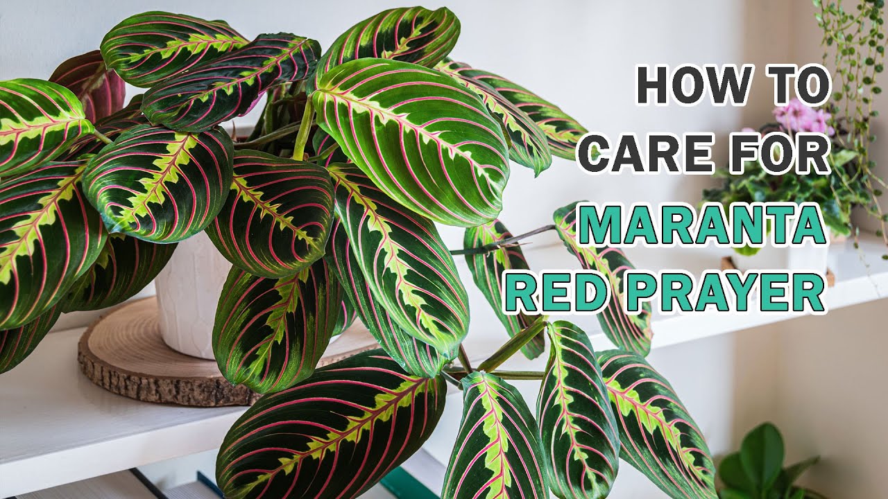 Как ухаживать за Марантой Ред Прайер