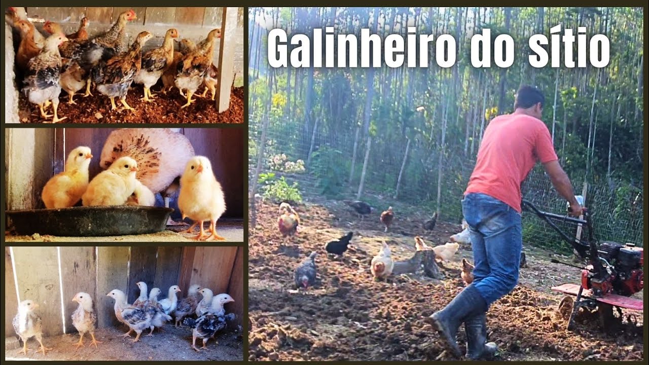 ÓTIMO GALINHEIRO COM VIVEIROS E PIQUETES PRA FAZER NO SÍTIO