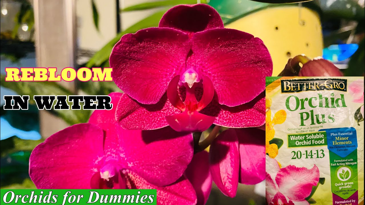 Water Culture Orchid Fertilizer Routine