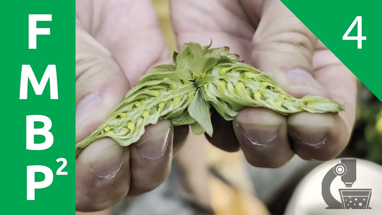 Hop Harvest & Yeast - Fifty Meter Beer Project Year 2, Episode 4