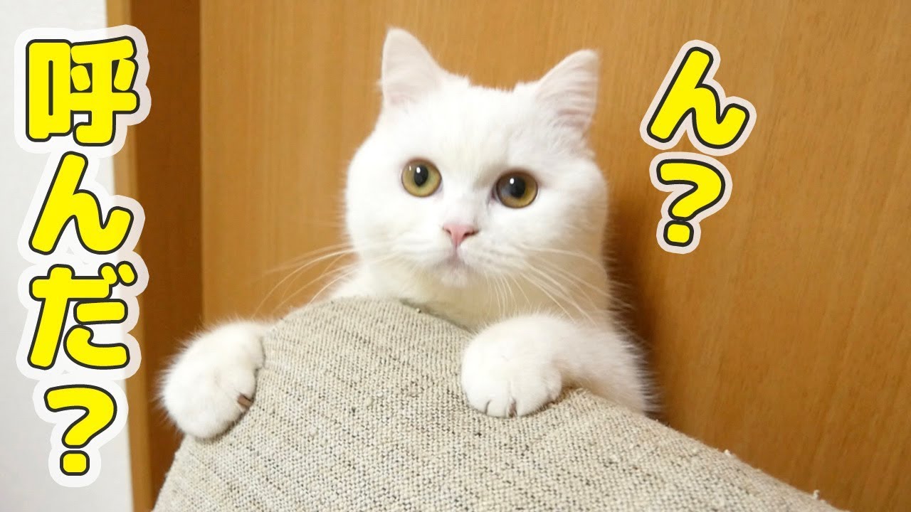 飼い猫を呼んだら謎の遊びが始まった！