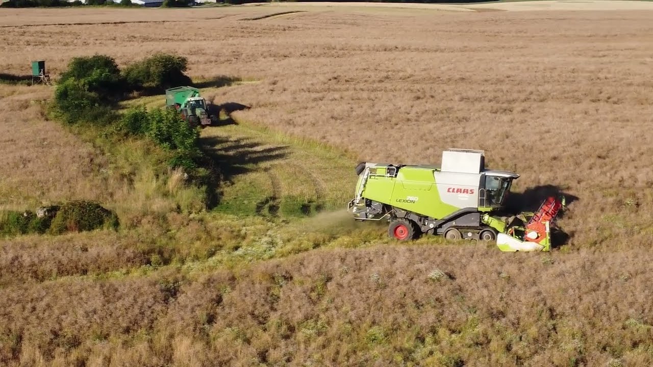 DJI Mini Drohnen Video Claas Lexion 760 Raps dreschen Ernte in Norddeutschland an der Ostsee