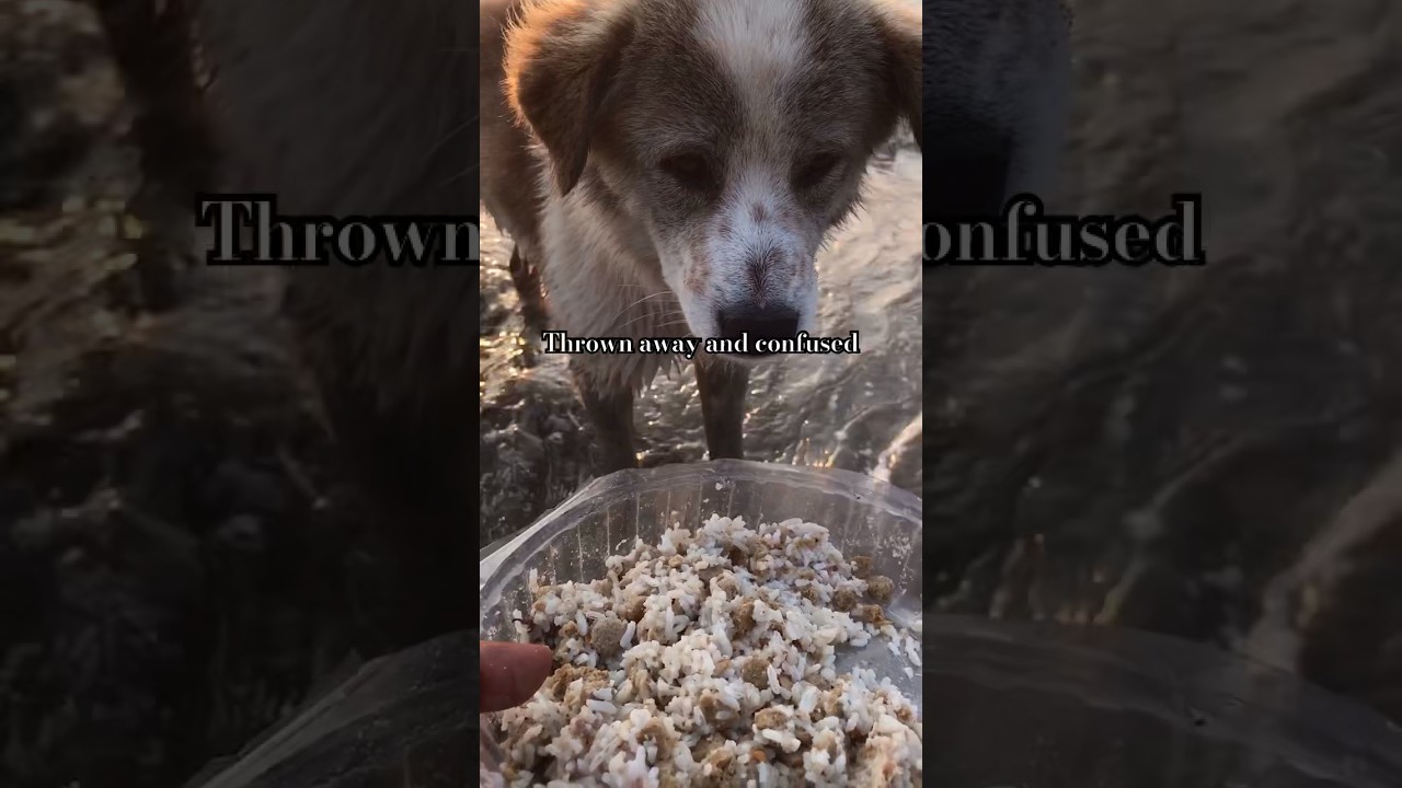 The house dog was left on the beach so this dog was afraid of other dogs because it was being bullie