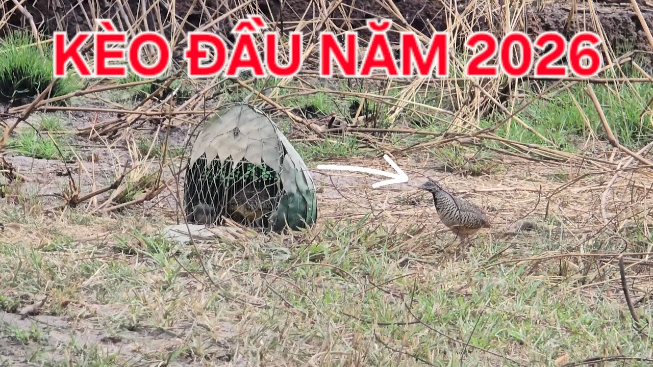 Bẫy Cút Đầu Năm 2026 #kimmaosuvuong #baycut 