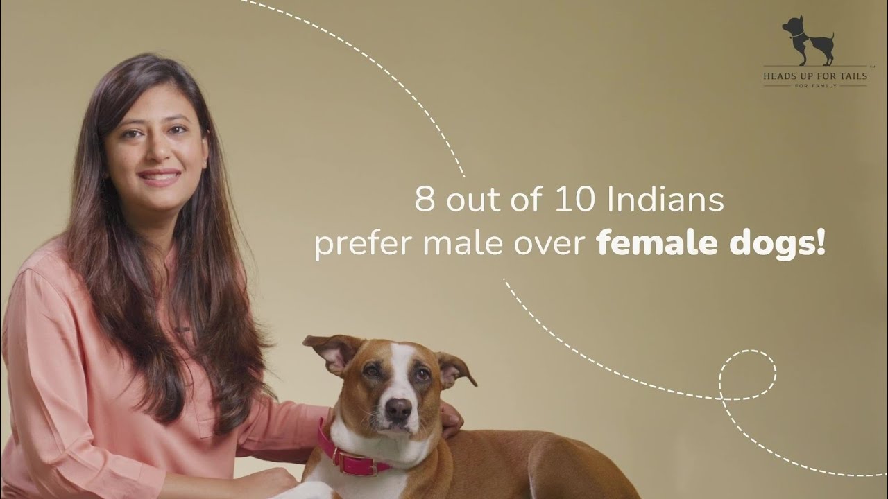 How to manage a female dog's Heat cycle | HUFT