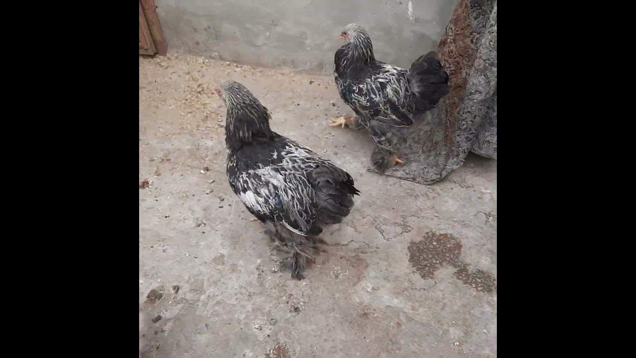 || dark brahma males || #shortfeed #brahma #brahmachickens
