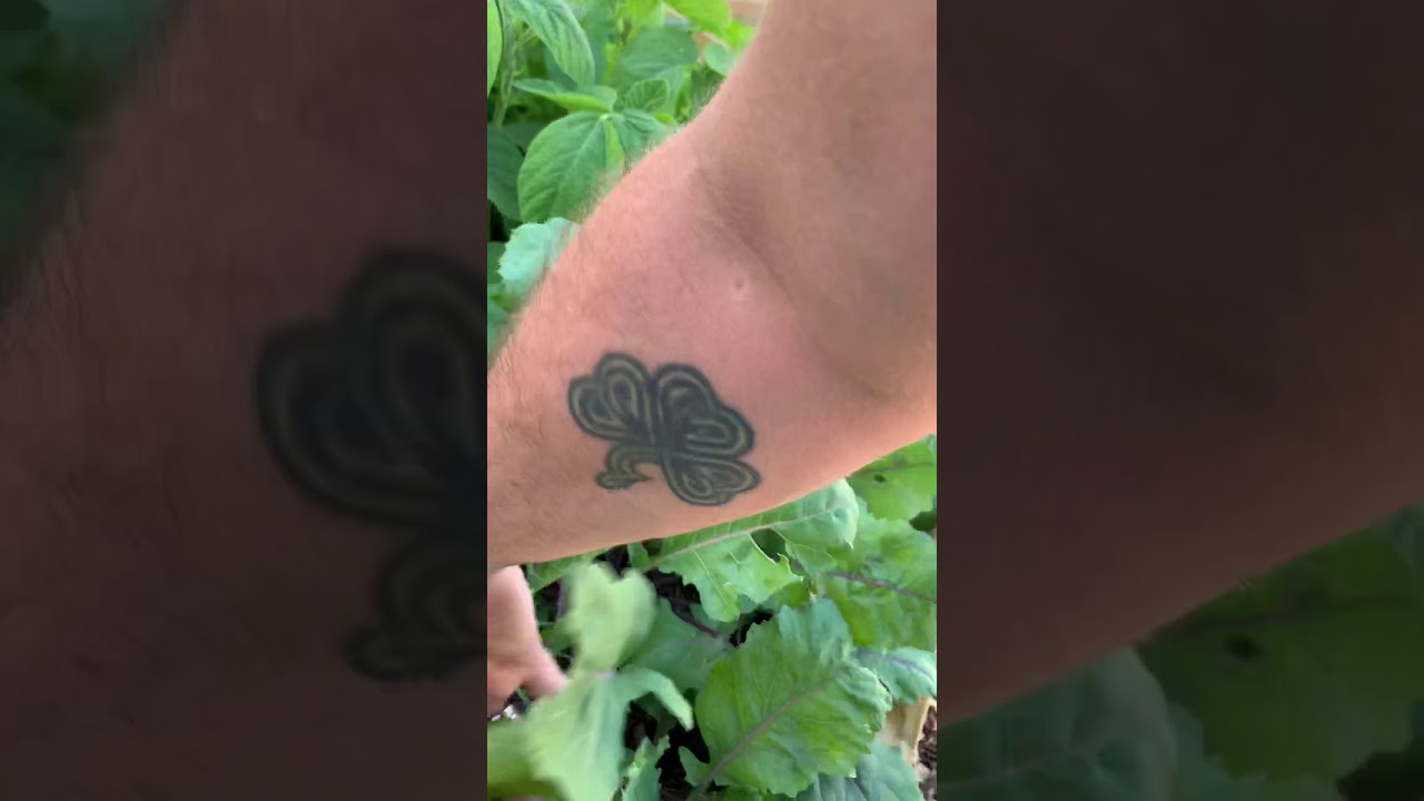 Smart Pots Compost test run and a garden update.