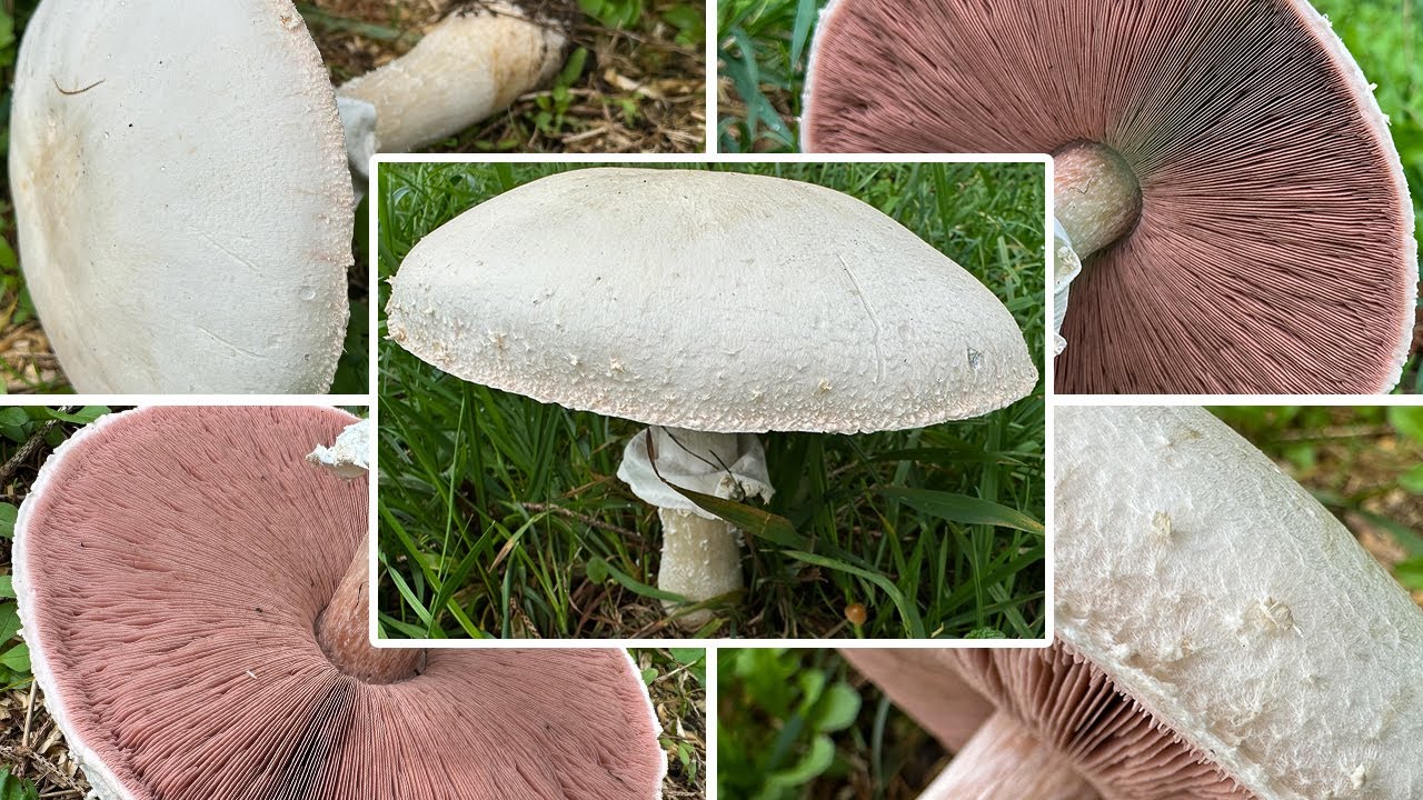Schafchampignon essbar? | Verwechslung | Champignon oder Knollenbl&auml;tterpilz? | Agaricus arvensis