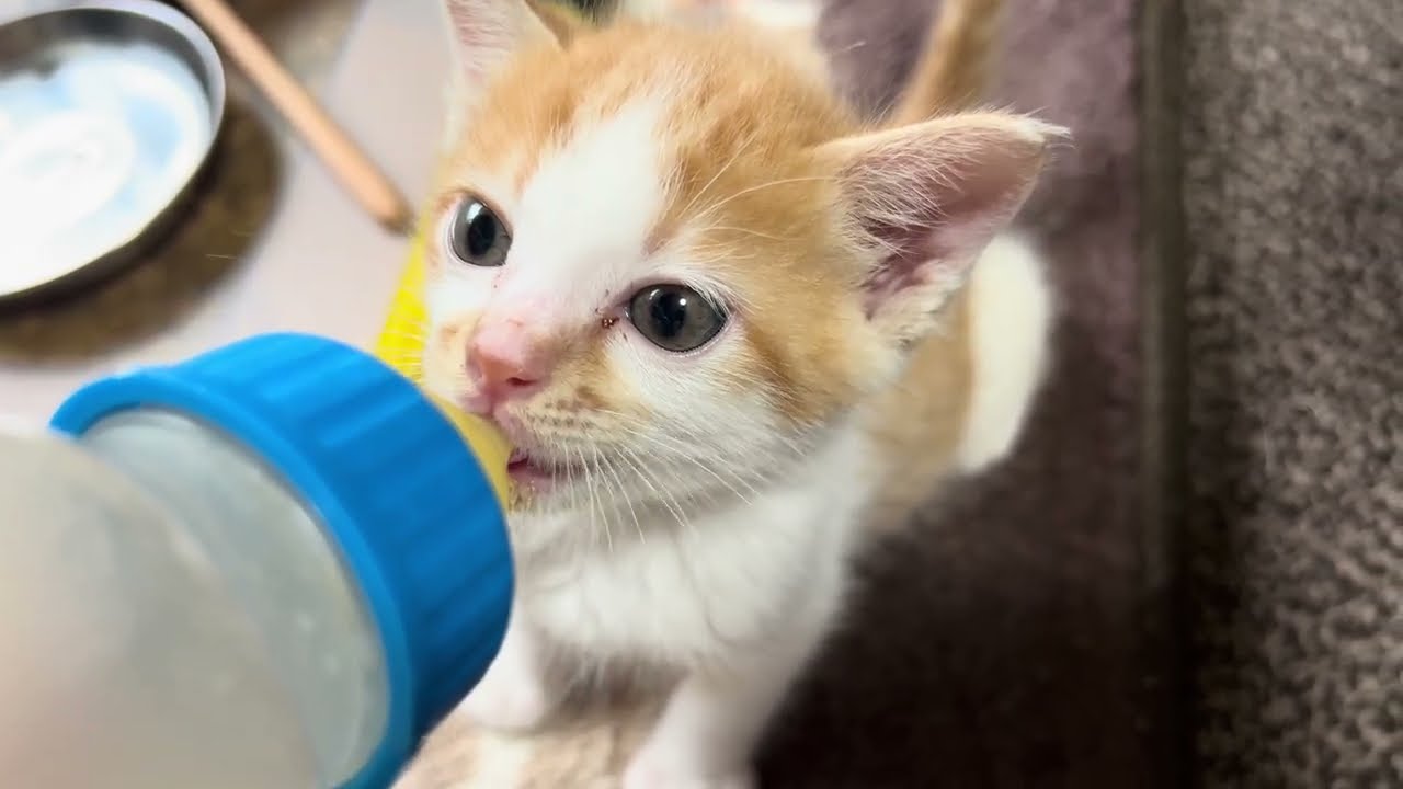 【保護猫】動いたり食事をする信くんです🐱【子猫】