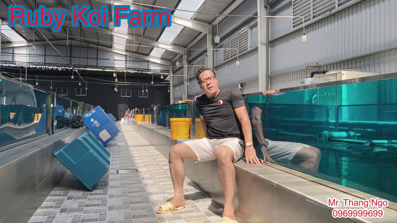 Koi Asagi ! Cách chọn koi tốt. 