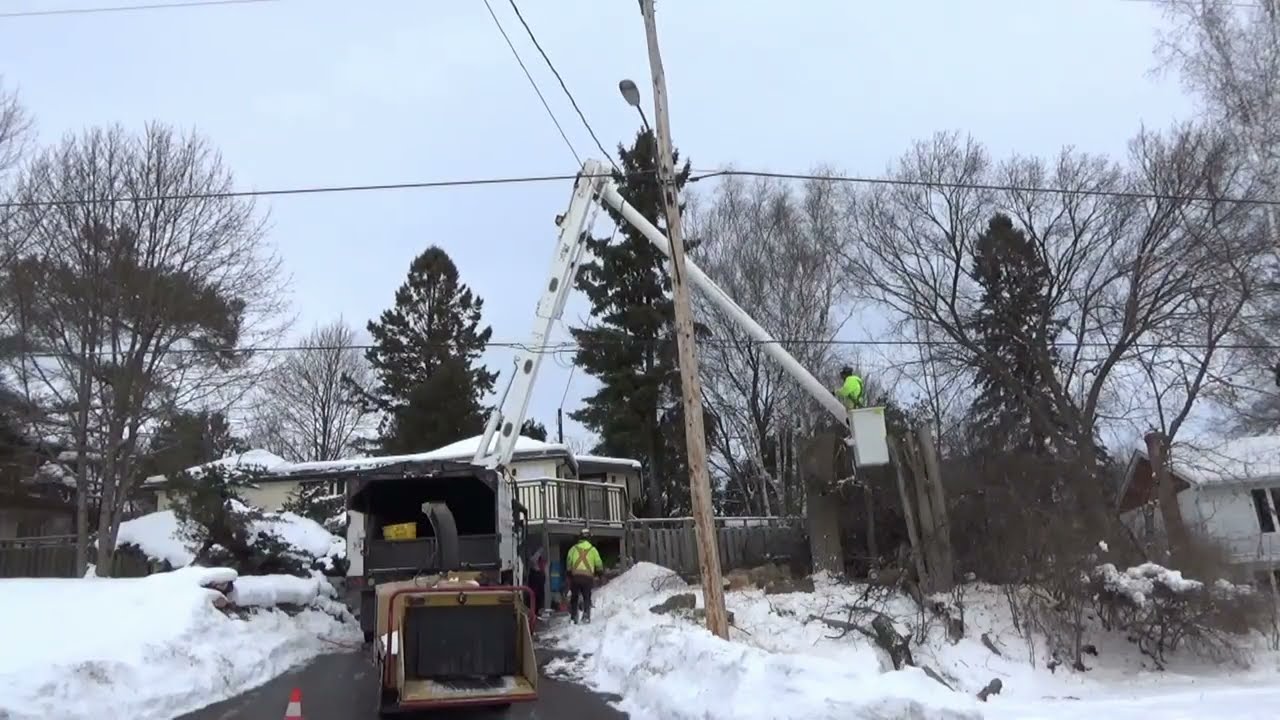 [4K] Final, Tree Removal! #12 Safely lower & remove Manitoba Maple tree & Elm tree!