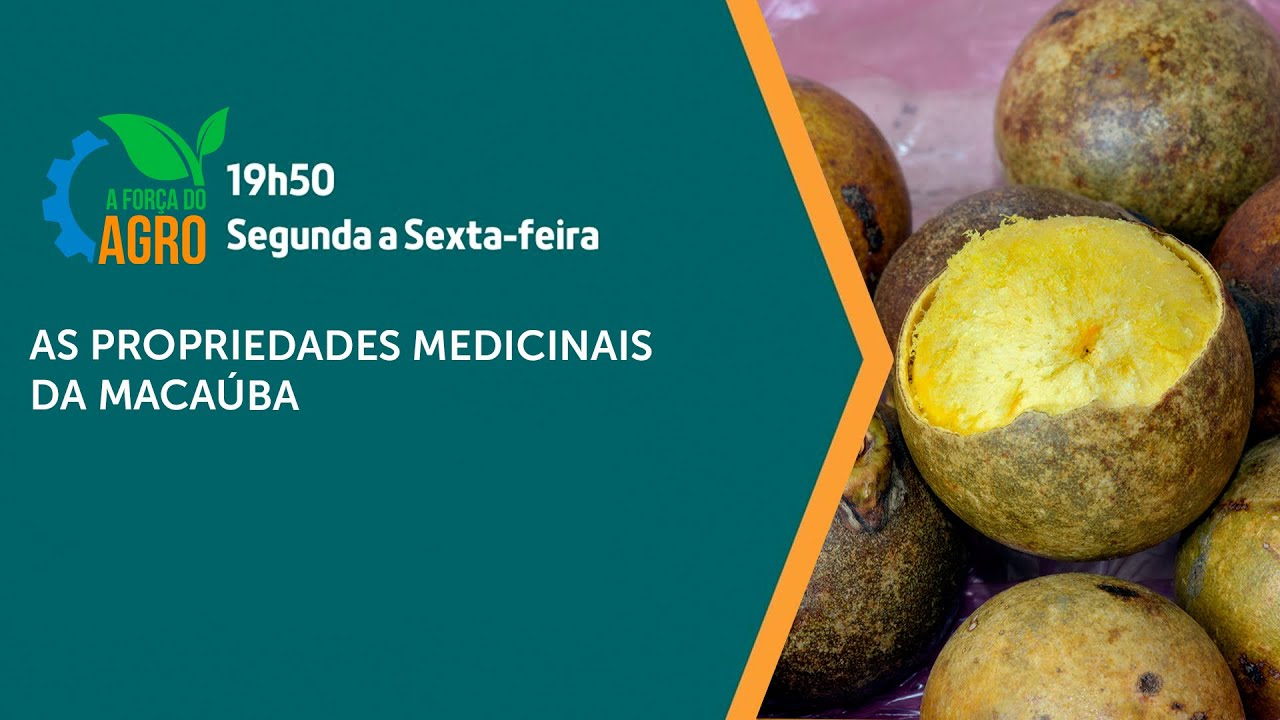 A Força do Agro, com Joice Maffezzolli - As propriedades medicinais da macaúba