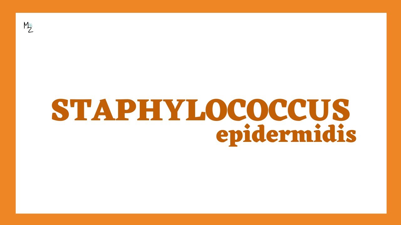 Staphylococcus Epidermidis Microbiology Full Lecture | Catheter Associated Infections