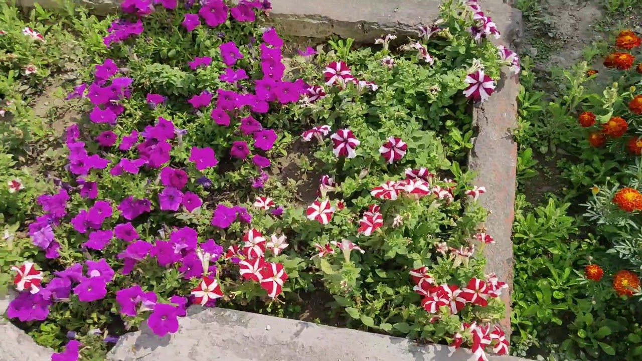 Garden at the North Bengal St Xavier's College