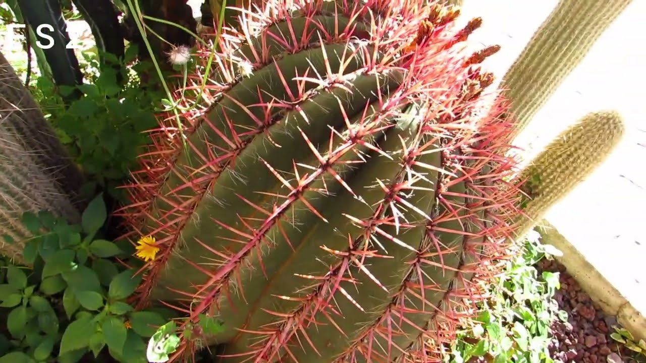 CACTUS BONITOS Y HERMOSOS.