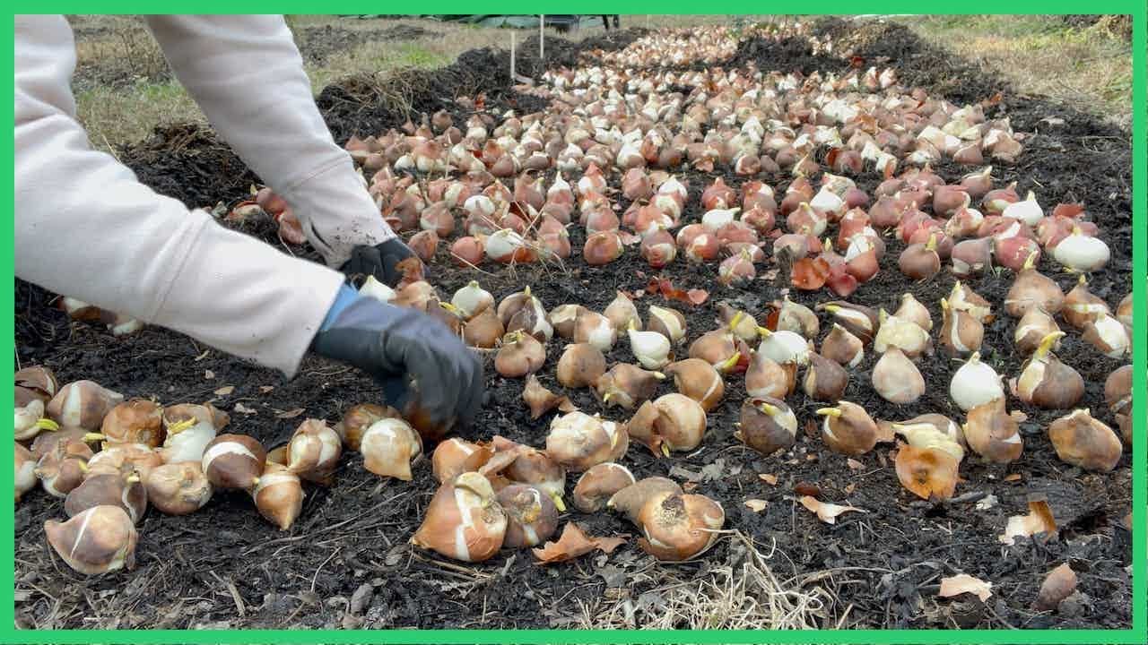 Planting No Til Tulips on Micro Flower Farm: Raised Beds using Compost + Leaf Mulch and NO LUMBER!