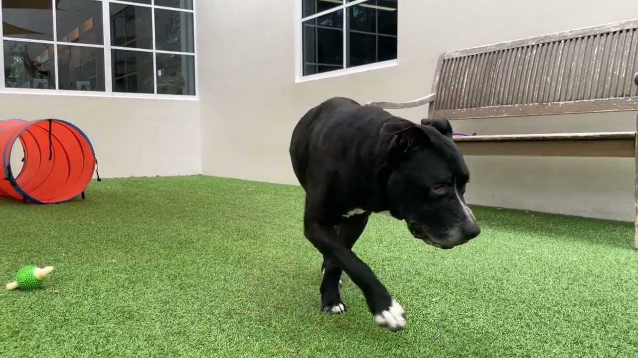 Bernard 710309Video