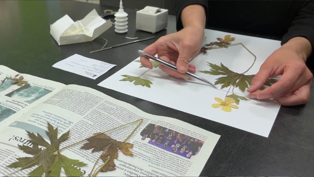 Montage d'un spécimen d'herbier - Herbier Louis-Marie