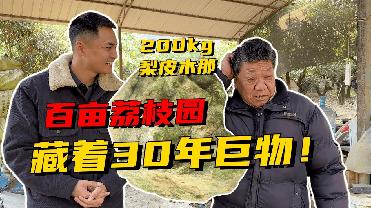 百畝荔枝園藏著30年了巨物！ 200公斤梨皮木那，一旦內化直接起飛？ 緬甸翡翠原石 翡翠賭石 翡翠玉石直播 翡翠手鐲 翡翠a貨代購 翡翠鑒定