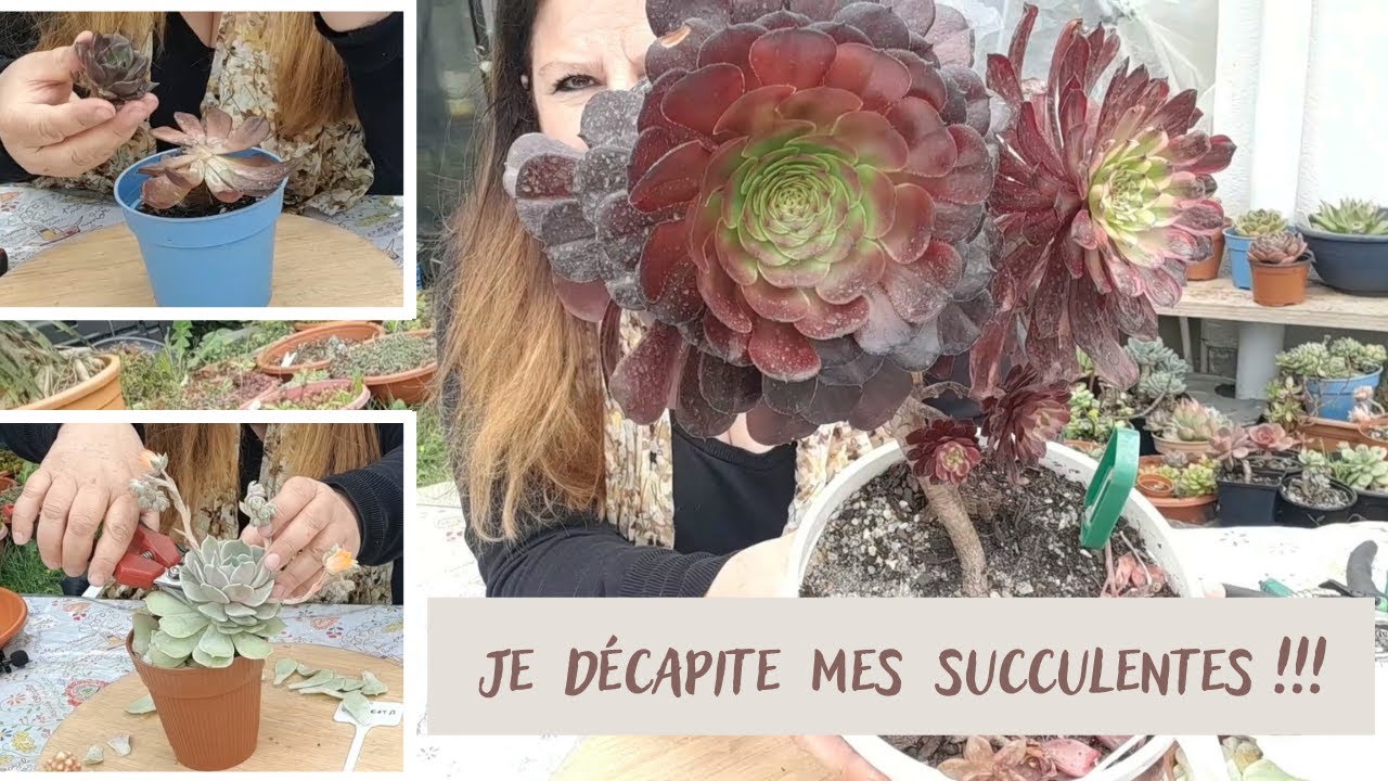 Je décapite quelques plantes grasses !