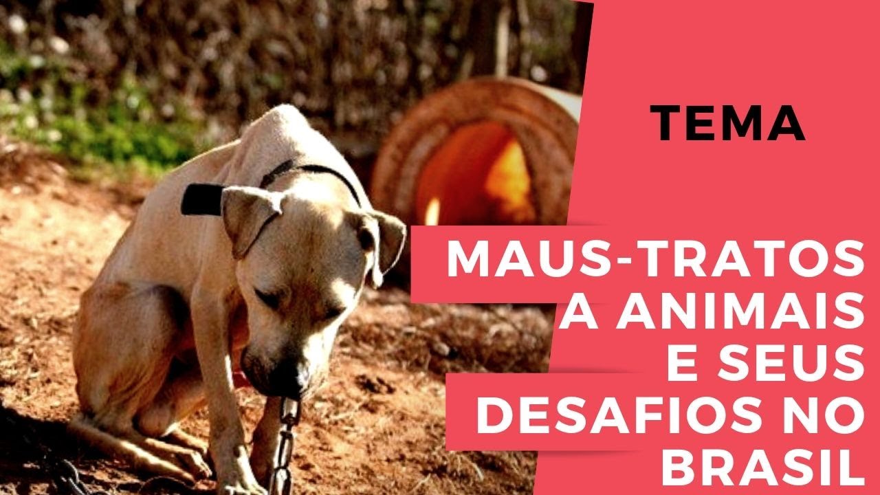 REDAÇÃO: Maus- tratos contra animais | ARGUMENTOS nota 1000 + como colocar no texto
