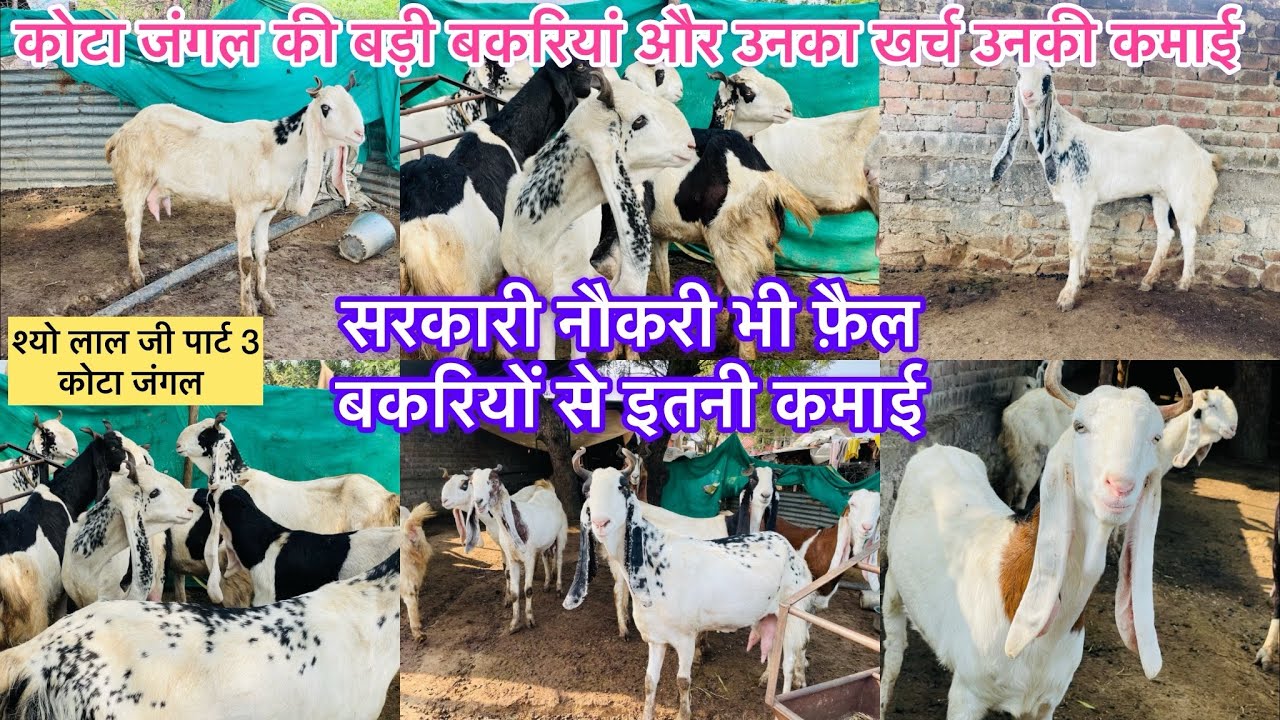 कोटा जंगल की बकरियां और उनसे कमाई ? 