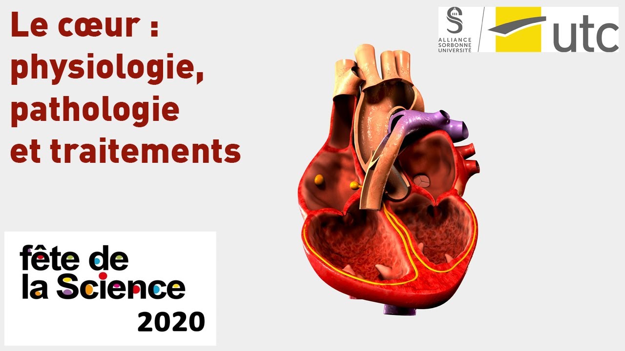 Le cœur : physiologie, pathologie et traitements