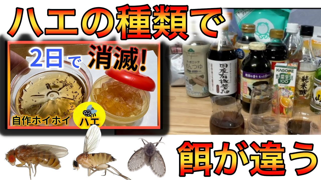 コバエ消滅！【自作コバエホイホイ】ハエの種類で餌を変える！自作 麺つゆホイホイ