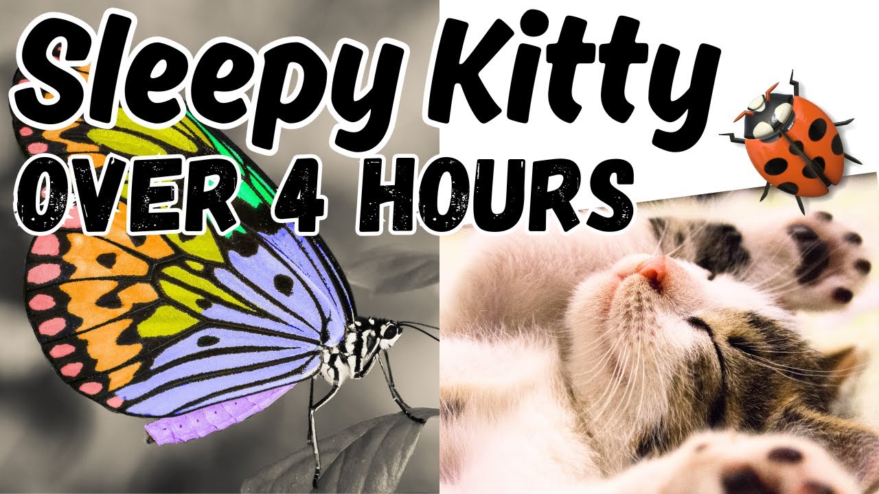 4+ Hours Relax Your Cat - Butterflies, Lady Bugs, Caterpillars & Soft Music for Cats & Dogs