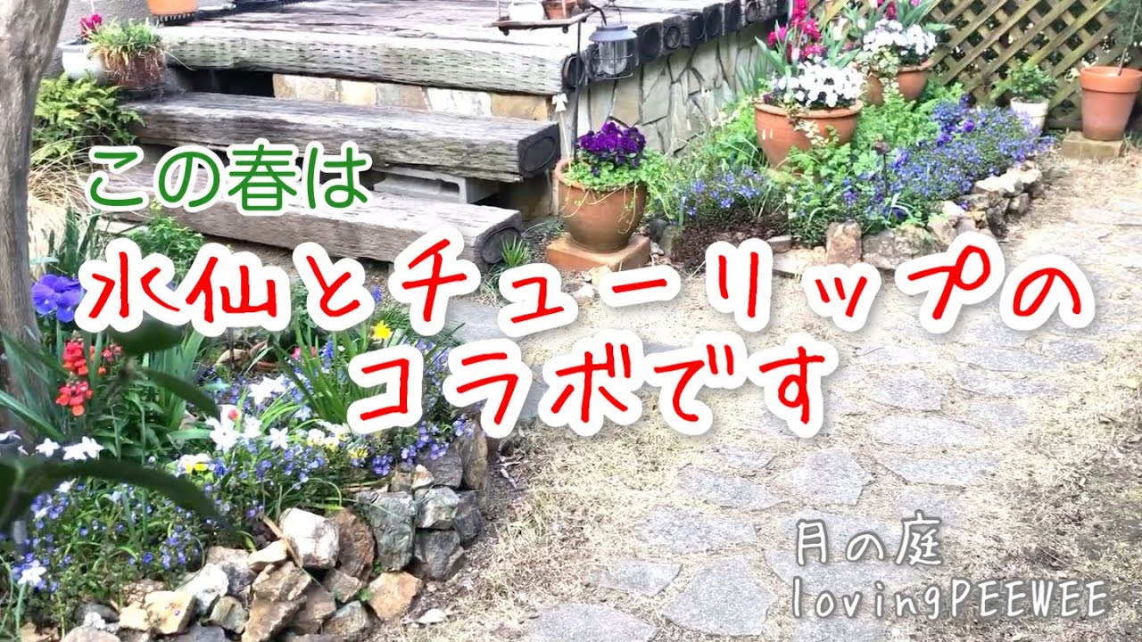 この春は水仙とチューリップがコラボして咲きました！