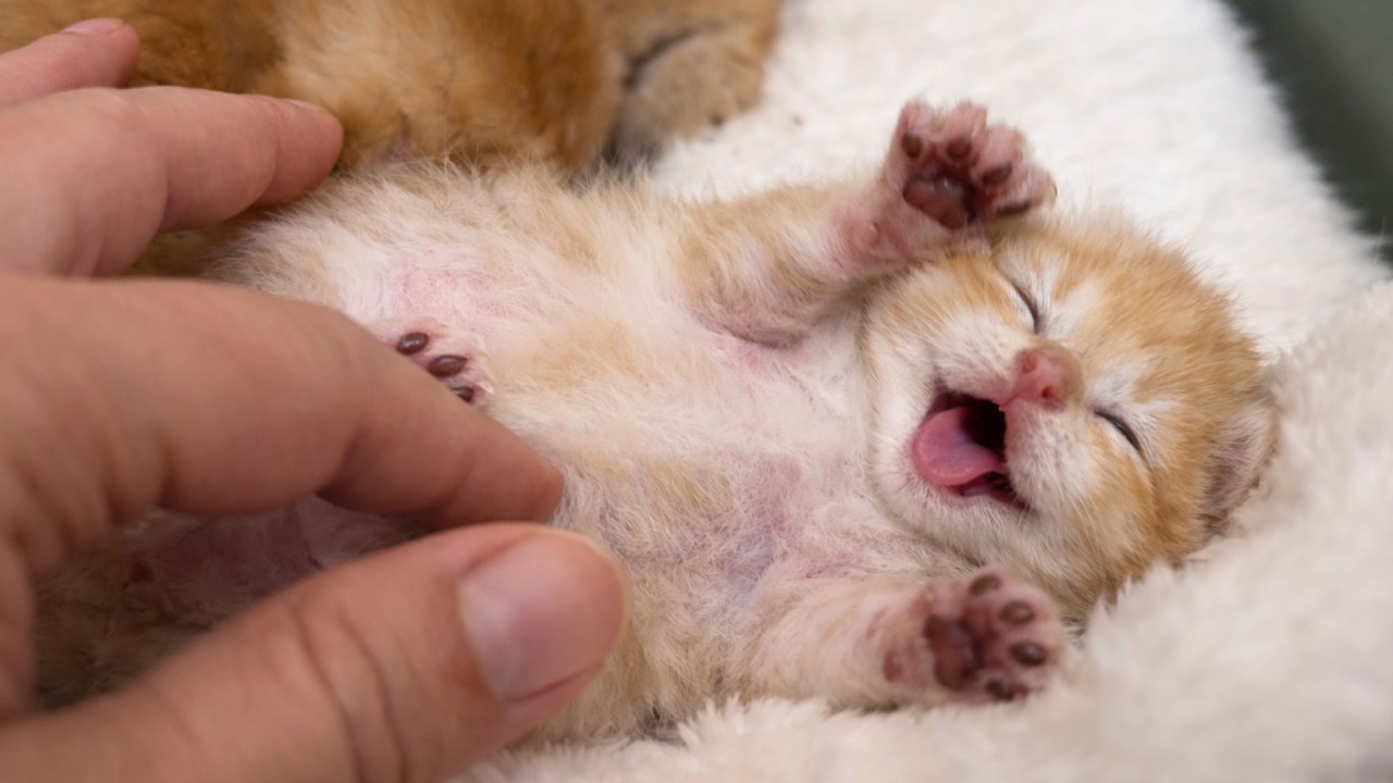 Самый милый кошачий массаж в истории… Пока не вмешалась кошка-мама 🐱👀