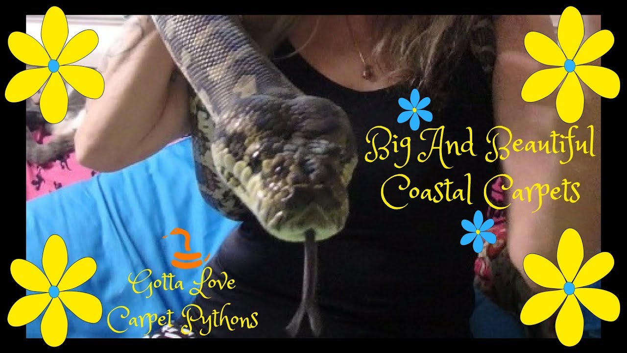 Coastal Carpet Pythons One Of The Best Snakes