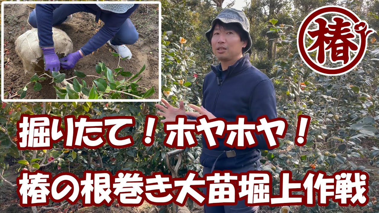 椿の【根巻き大苗】を社長が掘り上げてみた！！！椿園の根巻き大苗はなぜ根付きが良く、植えてから勢いが良いのかを解説してみました♪堀上ホヤホヤの椿をお届けしています。