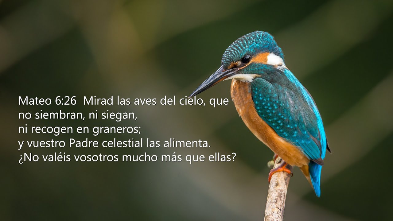 Mateo 6:26  Mirad las aves del cielo, que no siembran, ... y vuestro Padre celestial las alimenta.