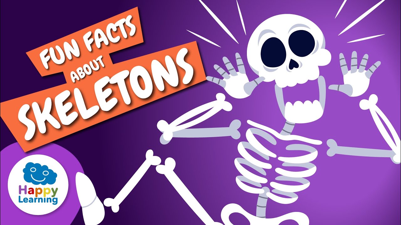 🦴Did you know the human body has over 200 bones? | Educational Videos | @HappyLearningENG