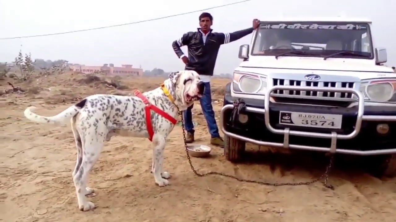 Different type pets dog breed show 2020 ! Pak bully dogs