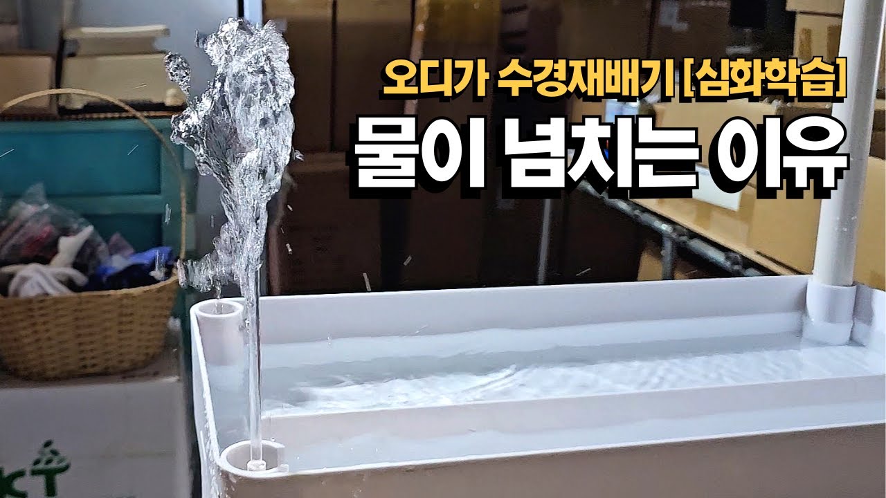 [광고]오디가 수경재배기 물이 넘치는 이유 (심화학습)