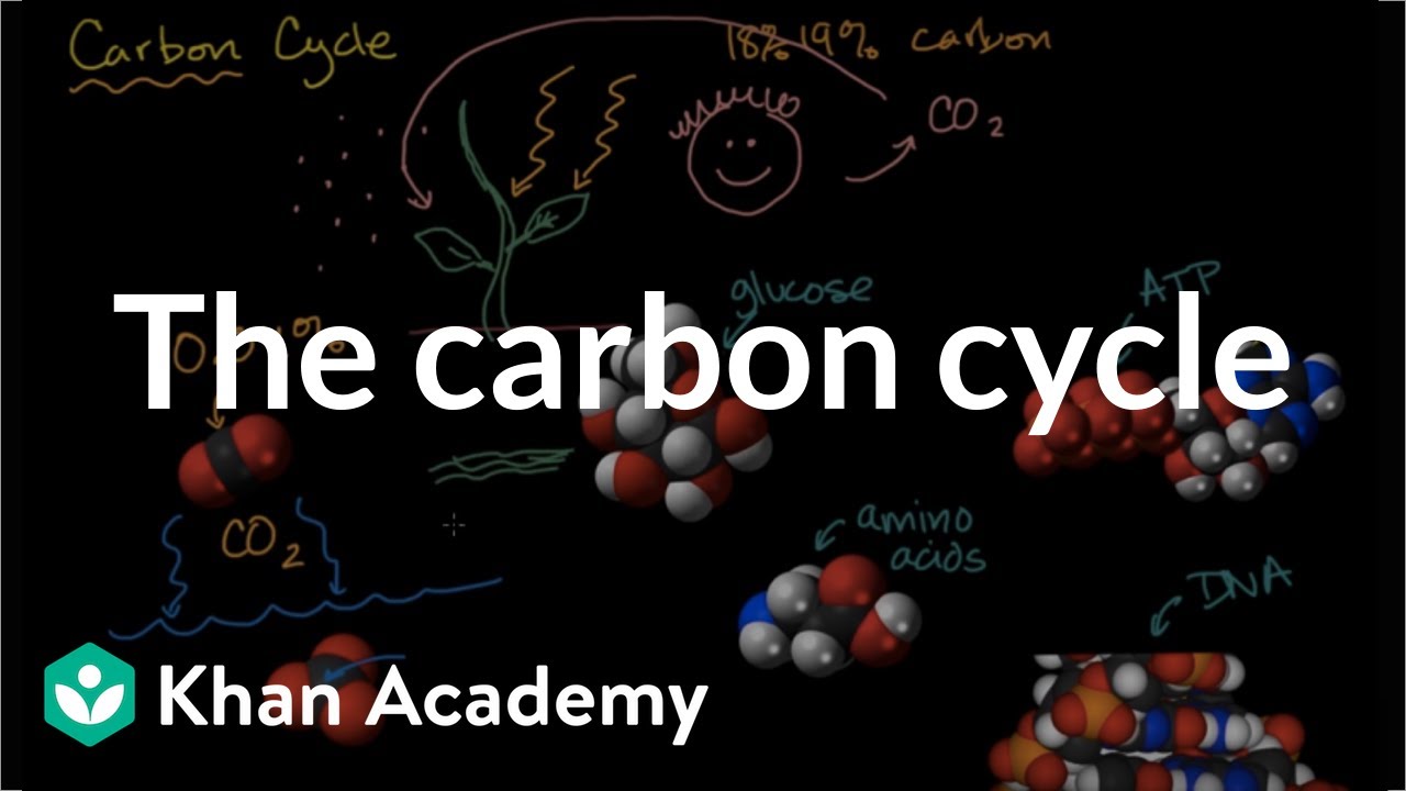 The carbon cycle | Energy and matter in biological systems | High school biology | Khan Academy