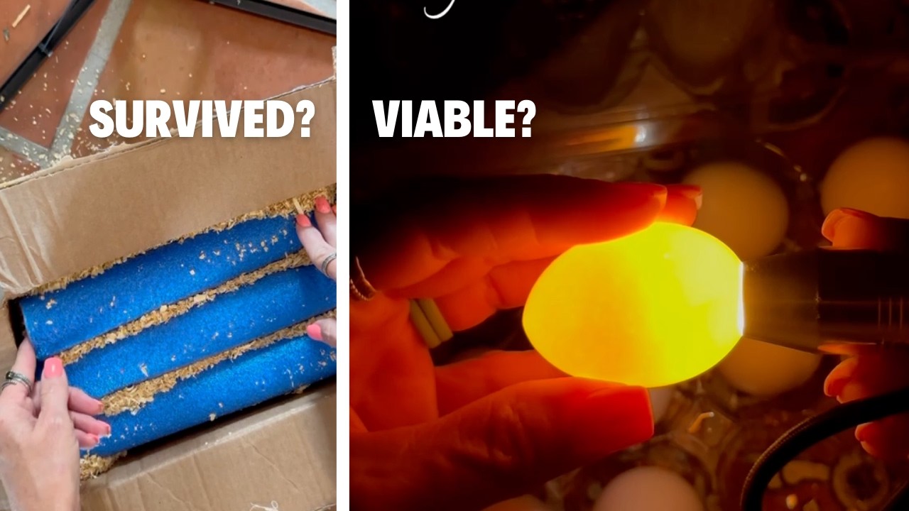 We Threw Shipped Eggs in the Yard (Then Candled Them)