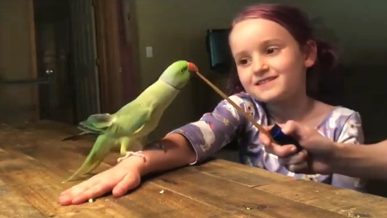 How to Socialize a Timid Indian Ringneck Through Touch Training