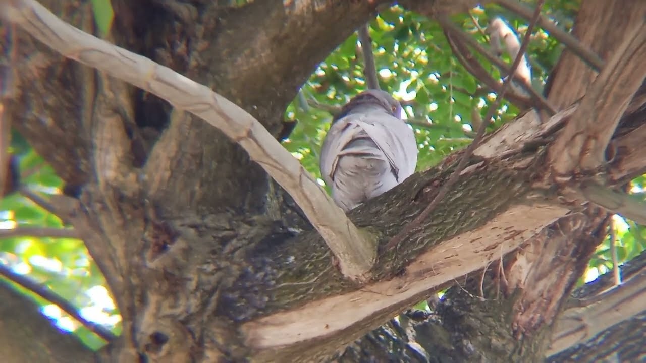 Pigeon catching tricks, great pigeon hunting techniques