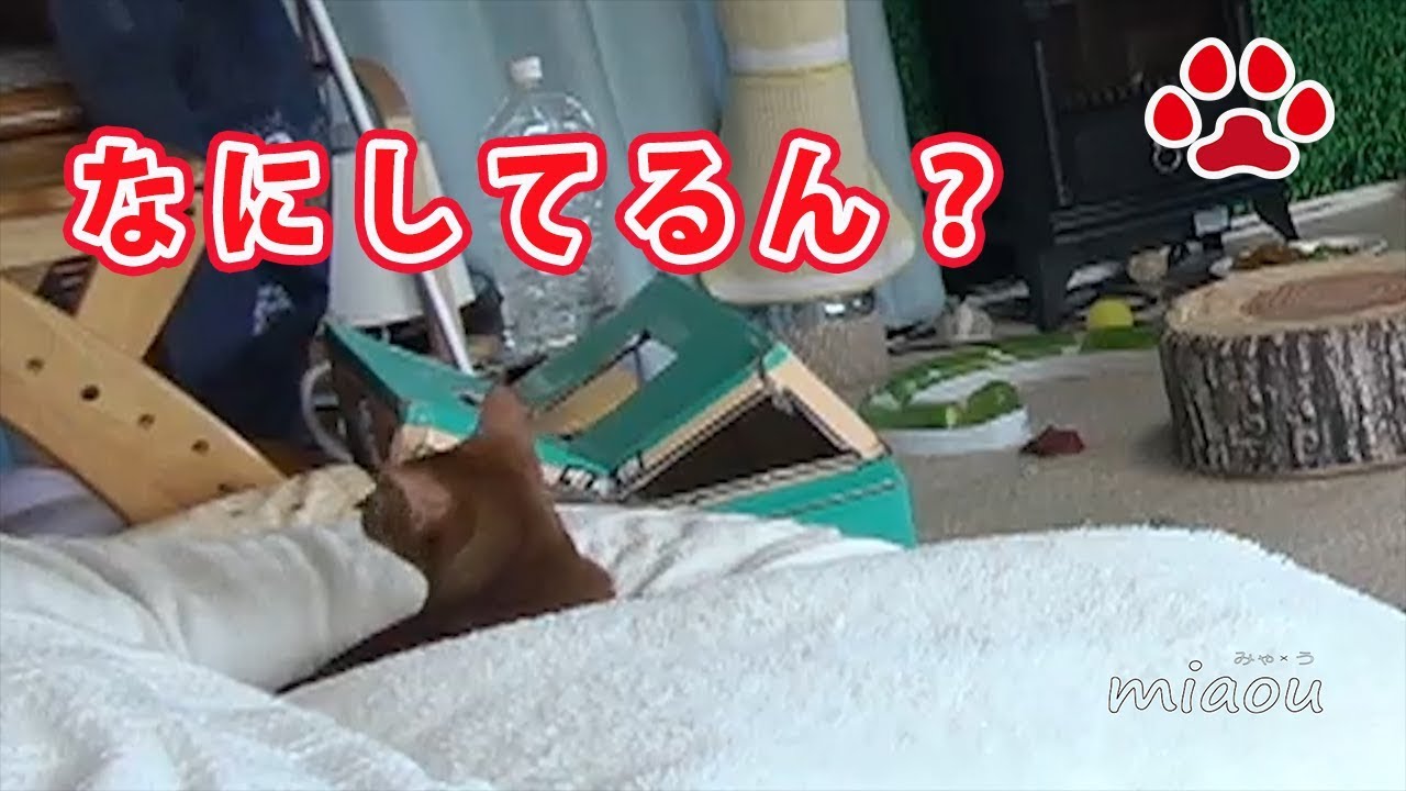 らな？猫部屋で転がるもの【瀬戸のらな日記】Lana？ A rolling cat