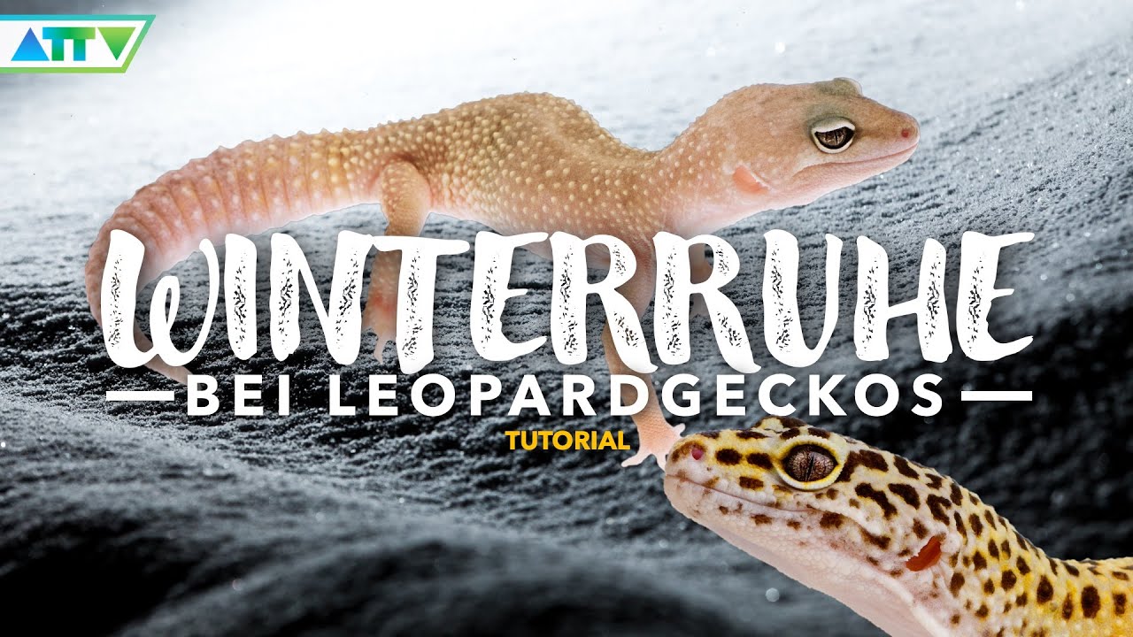 🦎TUTORIAL: WINTERRUHE bei Leopardgeckos - So geht es richtig! - Mit Infografiken
