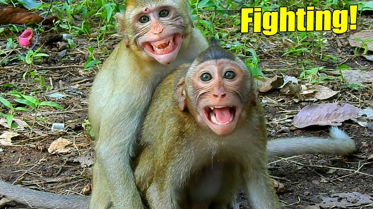 Breaking Heart! New Abandoned Monkey JENNY And Justin Got Attacked By Lisa And They Cried So Sad.