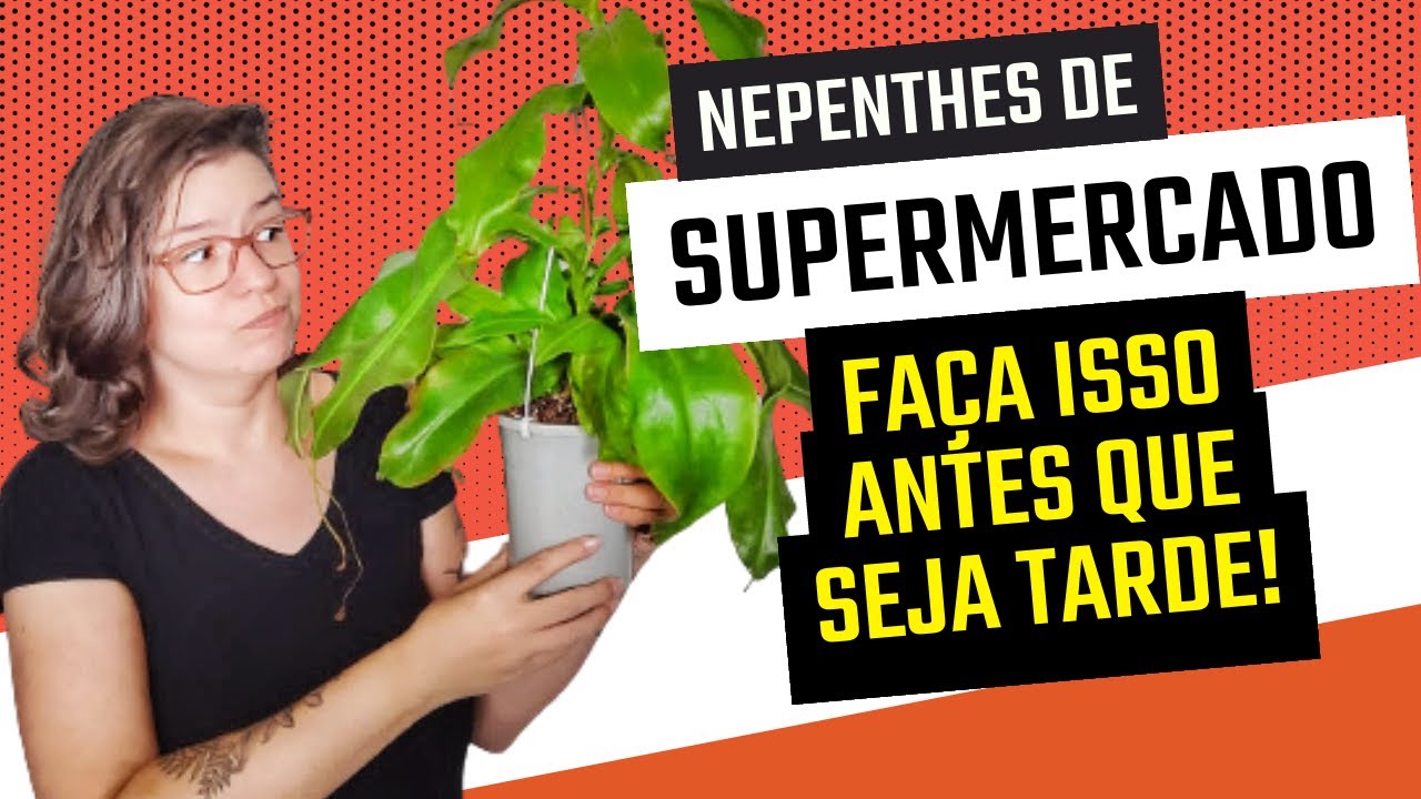 CUIDADOS IMPORTANTES | NEPENTHES DE SUPERMERCADO